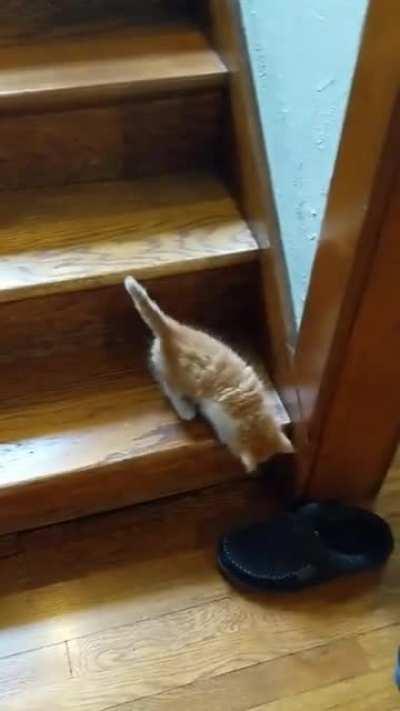 Tito's first trip down the stairs