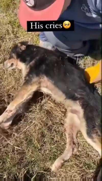 This little guy saw his friend hit by a car and never left his side