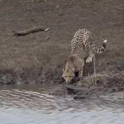 Crocodile attacks cheetah
