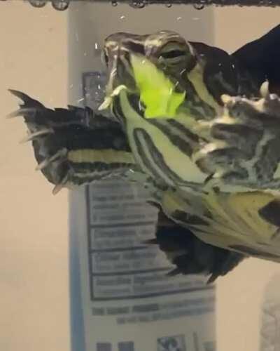 Tell me the end of this video isn’t the cutest thing ever.