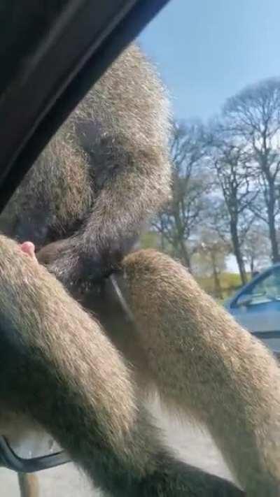 Thanks, I hate safari parks