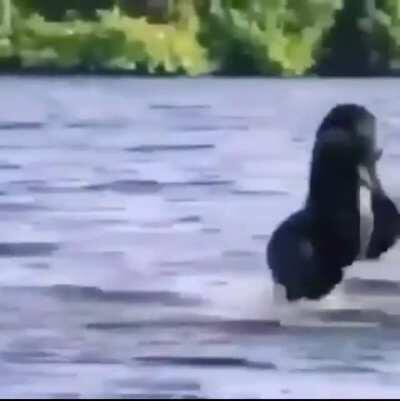 Me running to take on Melvin and then realising I only have 0.13 shares