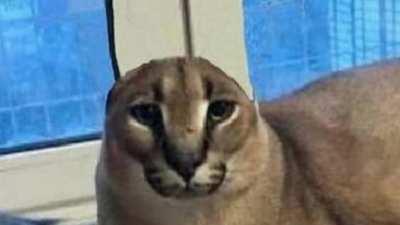 floppa sad when lose ear :/ :(