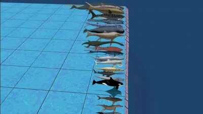 From my point of view, the bigger fish are evil