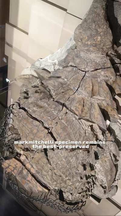 In 2011, Canadian miners at Alberta's Millennium Mine found an extraordinarily well-preserved 110-million-year-old nodosaur