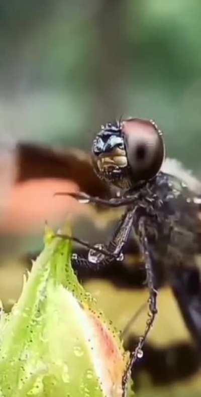 🔥 A dragonfly wiping the raindrops from her eyes with her hands. Dragonflies have 30,000 separate honeycomb eyes with 360-degree viewing angles resembling honeycombs.