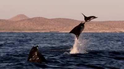 Mobula Rays belly flopping (also known as Flying Rays).