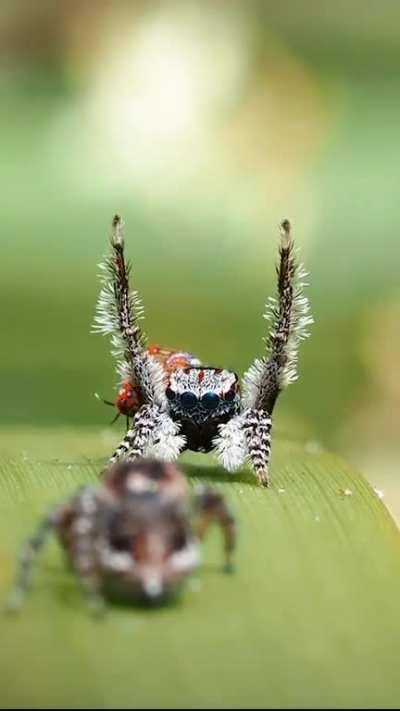 🔥The Pinnate Peacock Dances
