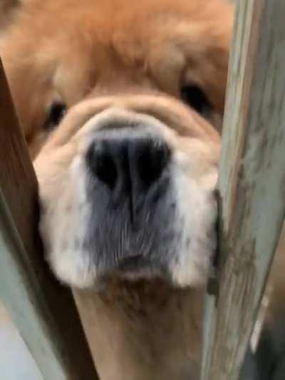 Bop me snoot friendo