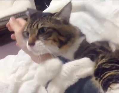 Never gonna give you up