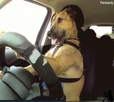 Teaching dogs to drive