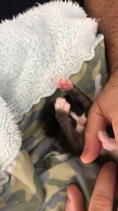 Tummy tickles - this is my life meow