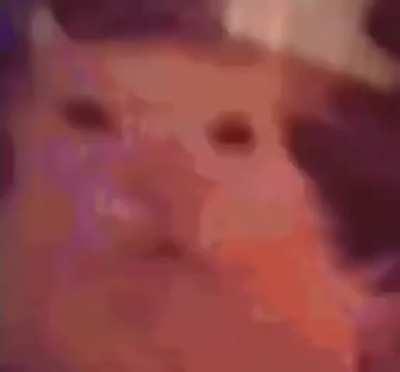 Bonitas palabras del michi🥰