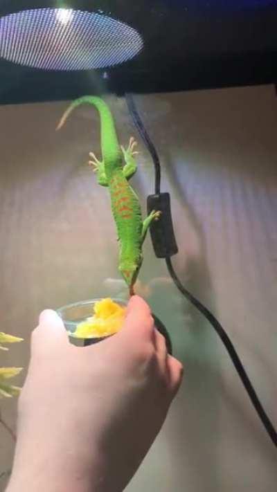 My day gecko got audibly upset I took away his peaches. Sound on and turn it up its a little quiet.