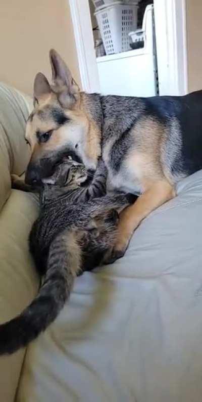 cAT swAllOwED WhOLe bY ViCiOus gUarD dOg