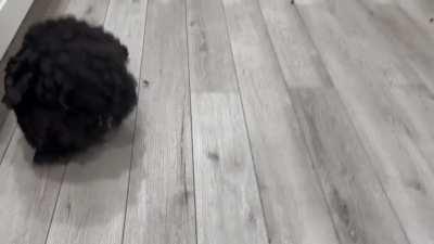 Gertie is 7 years young and living her best life, love this girl