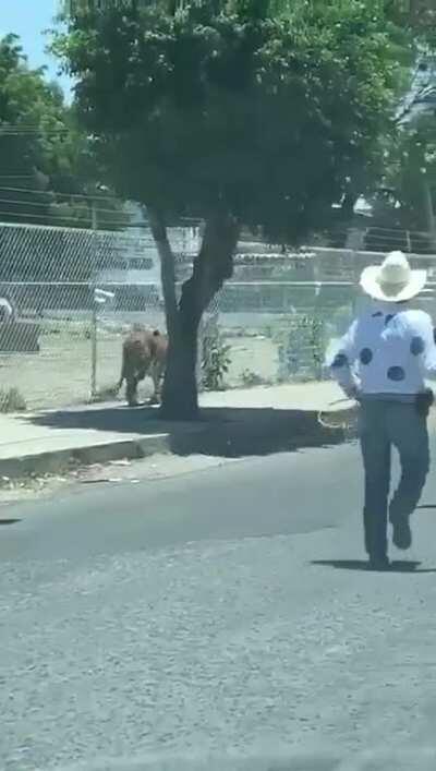 Vida Salvaje: México Mágico