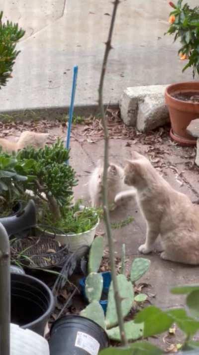 just wanted to show u some cats playing tetherball in my backyard☄️🐈