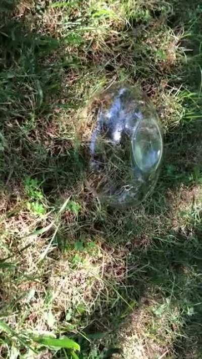 I put a glass bowl over a bee nest in the ground 🐝