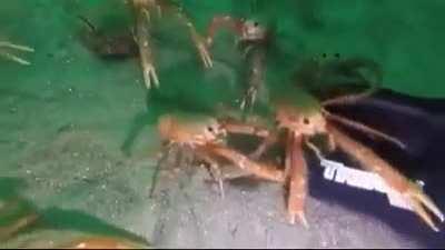 M Y H A N D (Video by Professor Squid on YT)