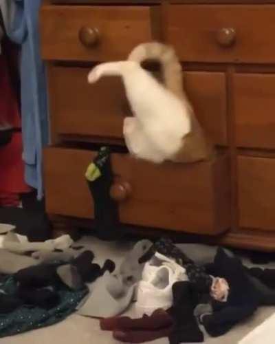 Грация и пластика