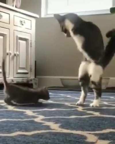 Котикозавр Ррррмяу