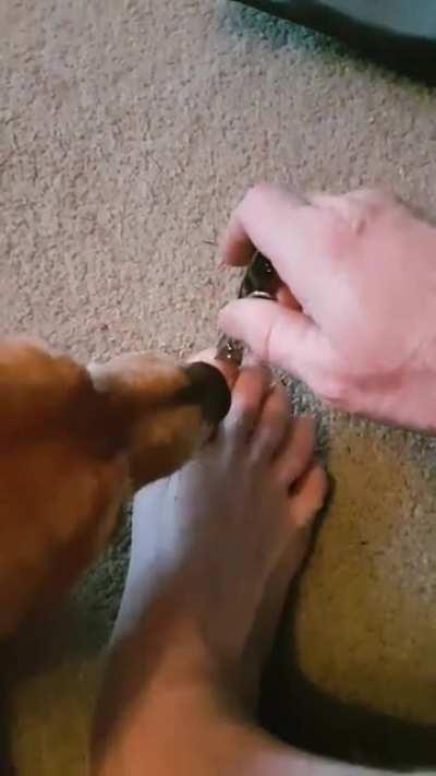 Dog won't let owner cut his toenails