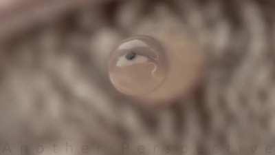 🔥 Snail eating strawberry in extreme macro