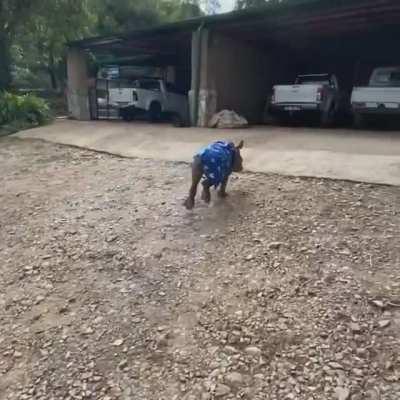 Brining the blanket along for a morning gallop (Care For Wild Rhino Sanctuary)