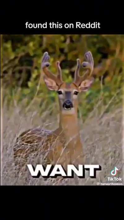 Came to me in a dream