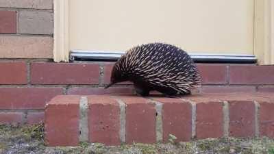 I met Knuckles today! He was a lot more placid than I expected