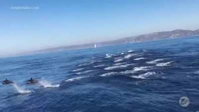 Large pod on the southern California coast spotted 🐬