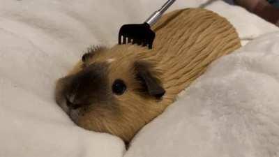 sENTIenT BAKeD potAto waTCHeS iN hORroR aS IT Being cUT uP aLIvE