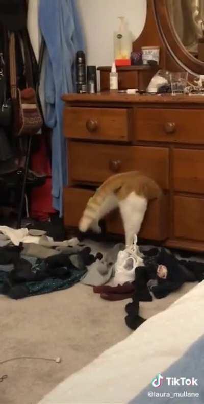 Chonk tries to squeeze but too chonky