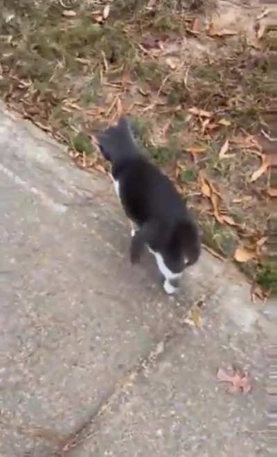 Neighbor cat suddenly changed his plan.