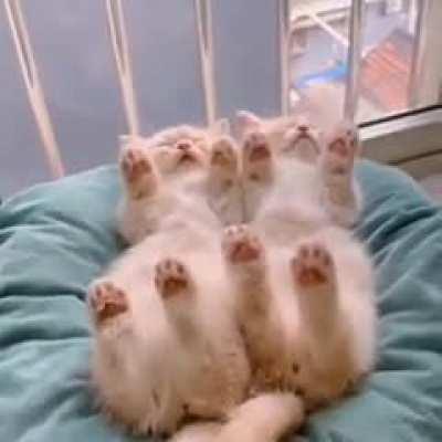 You won't see anything nicer than this today 😸