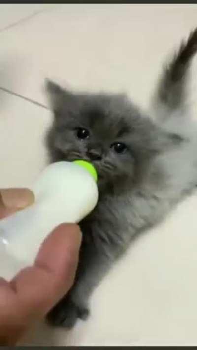 The little wiggle earssss aaaaaaaaaaa