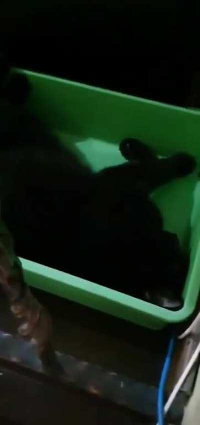 His favorite spot to sleep