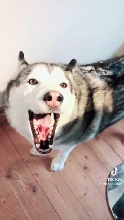 Huskies being Huskies, golden knew what was going to happen