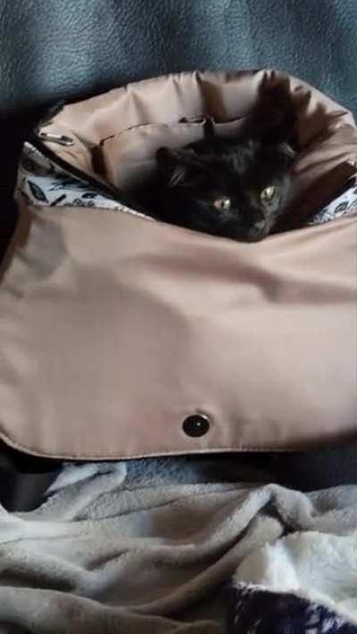 Friend found a kitten in the woods during a rainstorm. I offered to foster him until they find him a home. Bug is absolutely terrified.