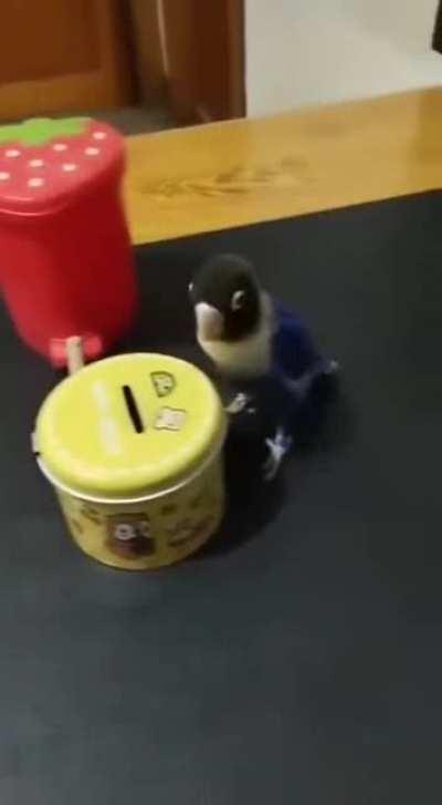 The Bird knows what to do