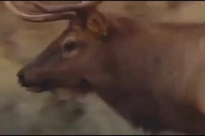 He just wants the ass