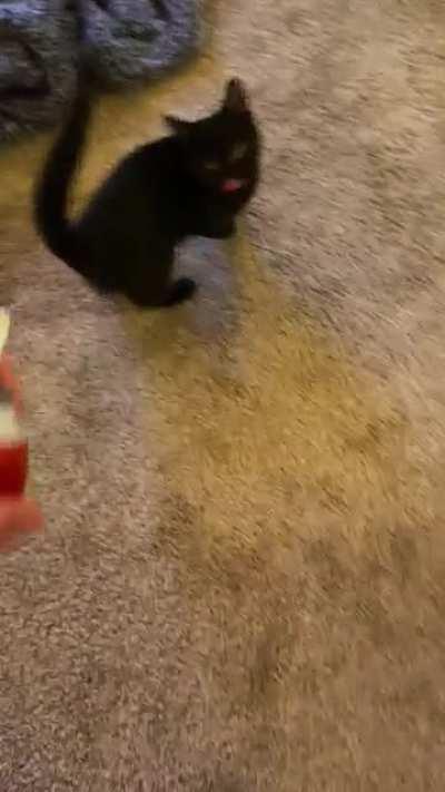 This is Chef and she will steal your whipped cream (don&rsquo;t worry she got some eventually)