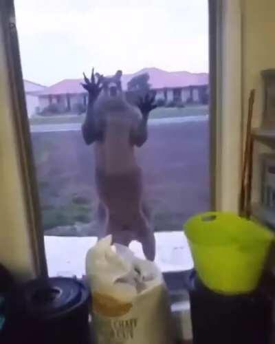 Is he fighting his reflection ?