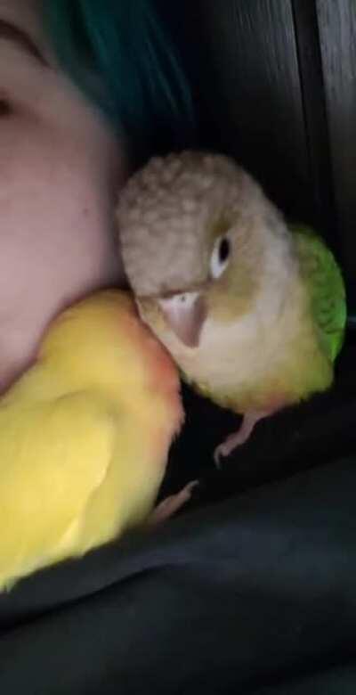 Saffron is so talkative ☺️