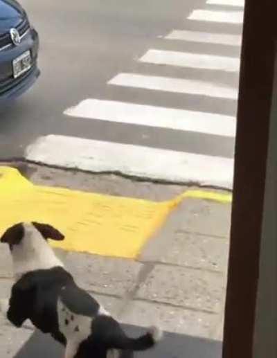 look happy this doggo is after stealing a snack