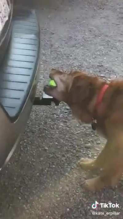 What he lacks in intelligence he more than makes up for in determination