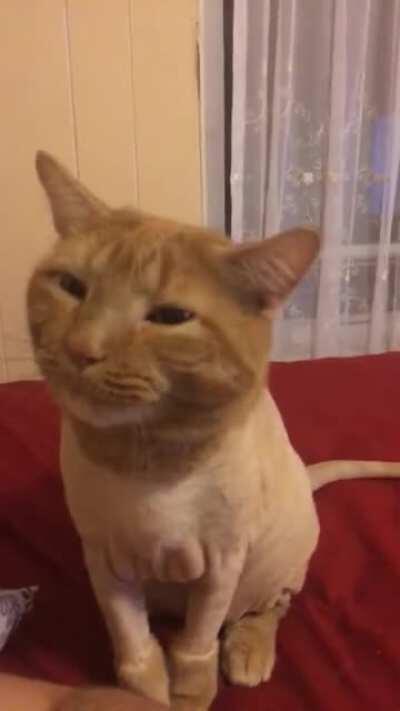 He pretends like he’s chewing to communicate that he’s hungry!