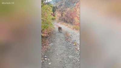 WCGR running through Slate Canyon near Provo... 