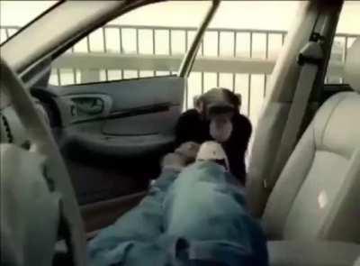 A monke can’t have car in Detroit